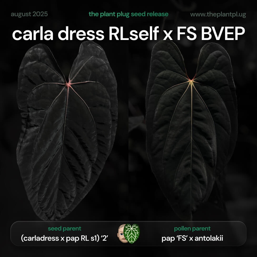 Anthurium [(carla x dress) x pap 'RL'] x [pap 'FS' x antolakii]