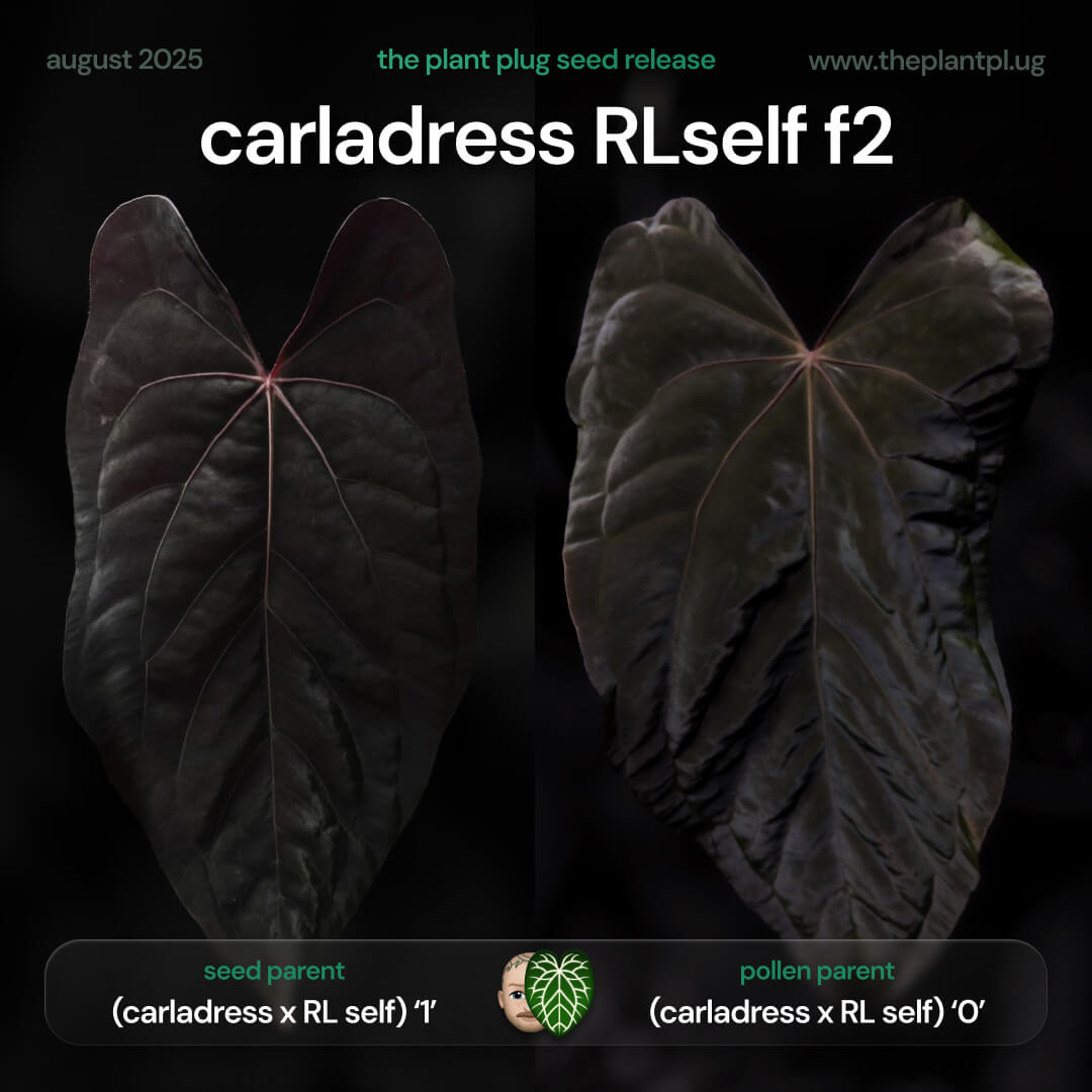 Anthurium carla dress x RLself f2 • germinated seeds