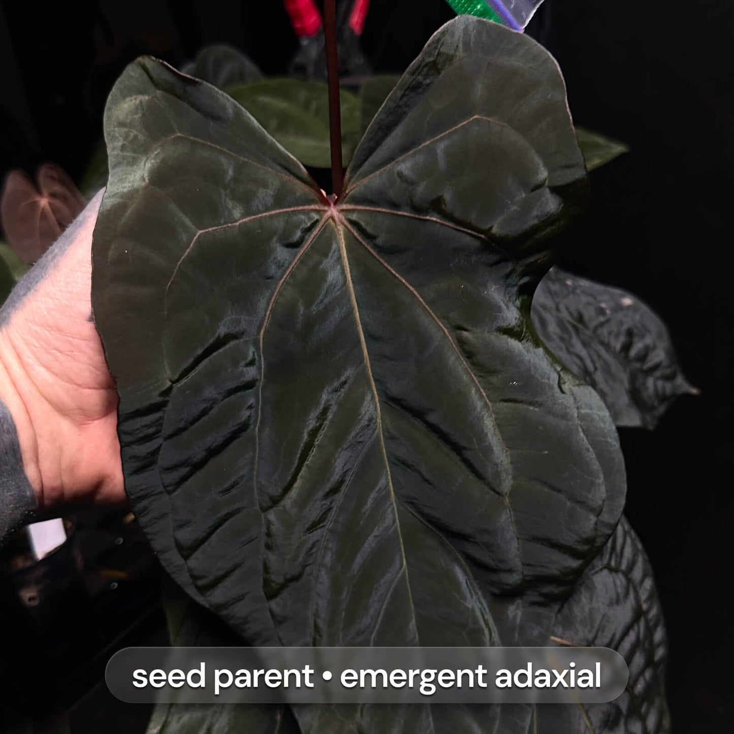 Anthurium carla dress x RLself f2 • germinated seeds
