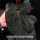 Anthurium carla dress x RLself f2 • germinated seeds