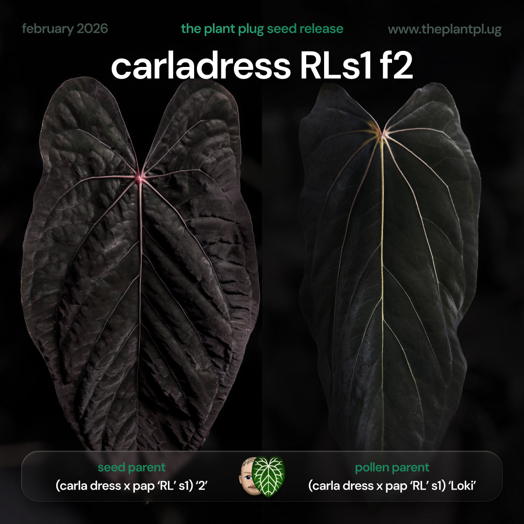 Anthurium [(carla x dress) x (pap 'RL' s1)] f2 • germinated seeds