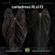 Anthurium [(carla x dress) x (pap 'RL' s1)] f2 • germinated seeds