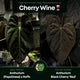 Anthurium #CherryWine