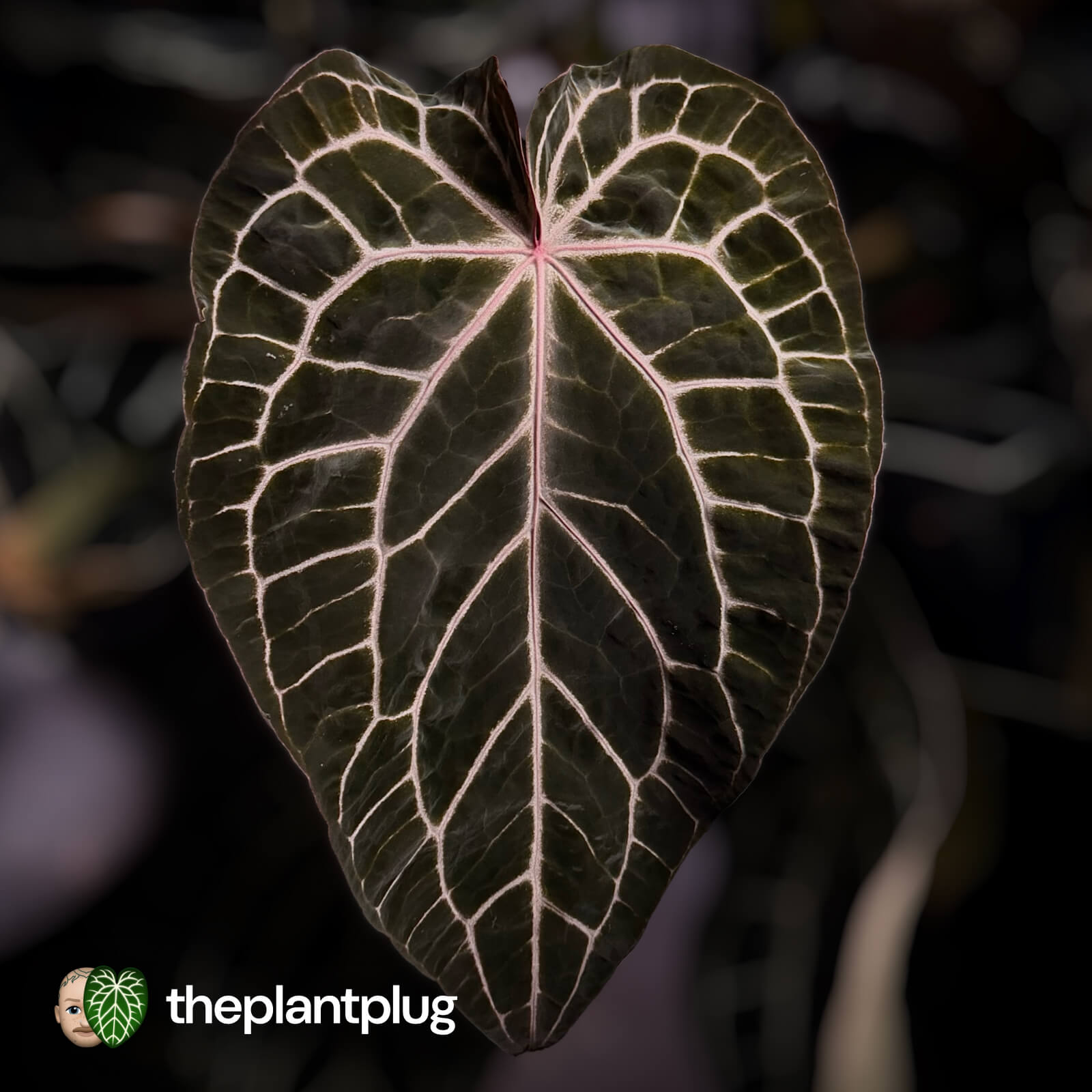 Anthurium Chocolate Red Crystallinum x Silver Blush Red Crystal