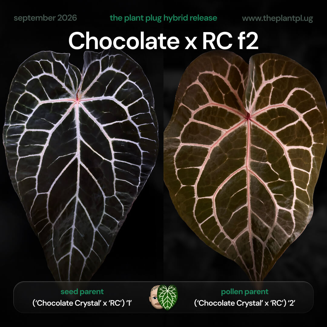 Anthurium Chocolate x RC f2 • germinated seeds