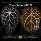 Anthurium Chocolate x RC f2 • germinated seeds