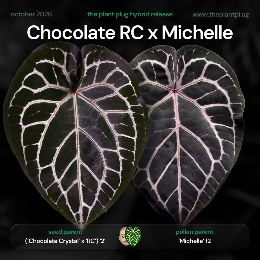Anthurium (Chocolate x Red Crystal) x Michelle • germinated seeds