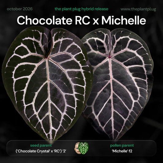 Anthurium (Chocolate x Red Crystal) x Michelle • germinated seeds