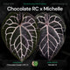 Anthurium (Chocolate x Red Crystal) x Michelle • germinated seeds