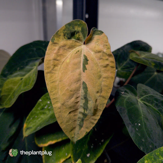 Anthurium 'Complex Black' x (pap x dress) • variegated neotenous mutation