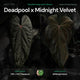 Anthurium Deadpool x Midnight Velvet  • germinated seeds