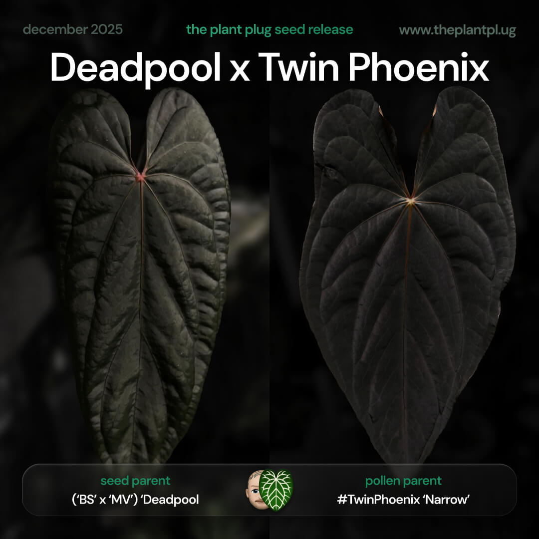 Anthurium Deadpool x Twin Phoenix • germinated seeds