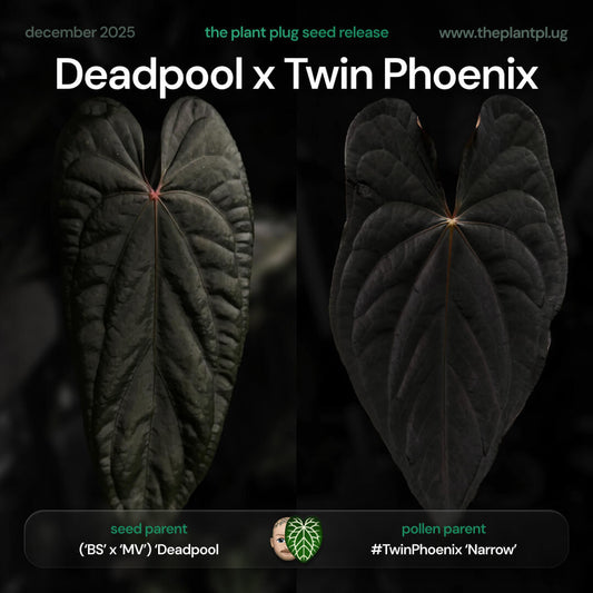 Anthurium Deadpool x Twin Phoenix • germinated seeds