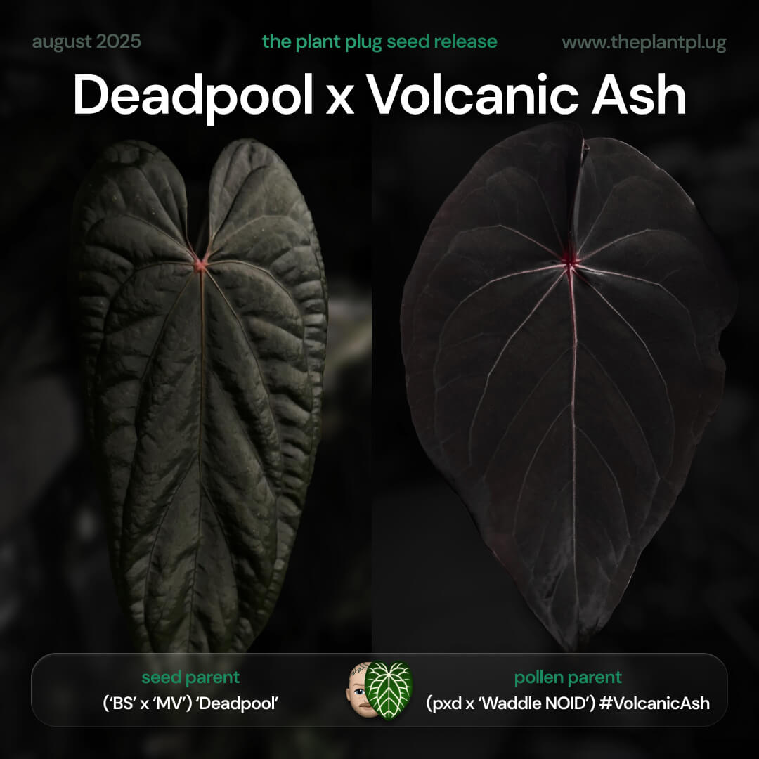 Anthurium 'Deadpool' x #VolcanicAsh • DARK!