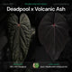 Anthurium 'Deadpool' x #VolcanicAsh • DARK!
