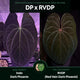 Anthurium 'Dark Phoenix' x 'RVDP'