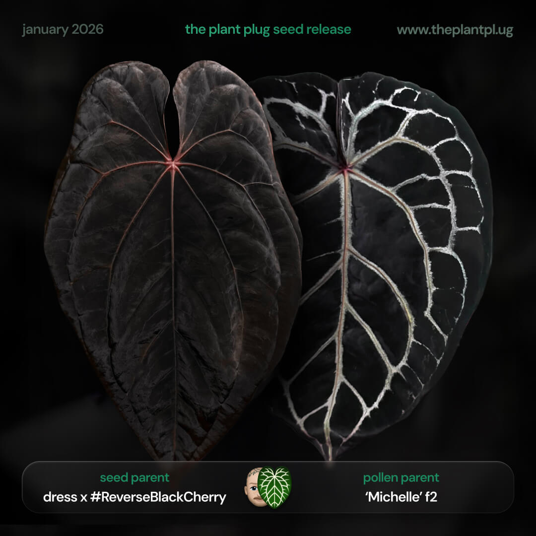 Anthurium dress RBC x Michelle • germinated seeds