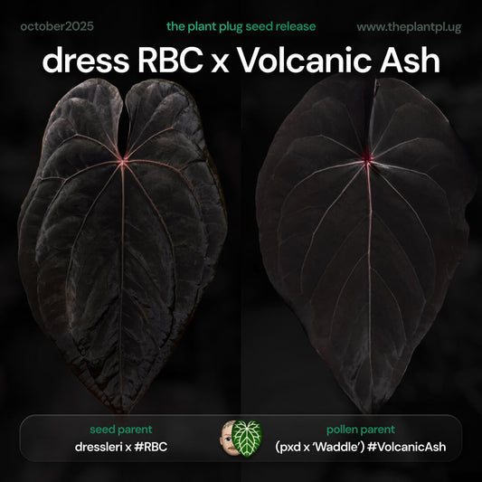 Anthurium dress RBC x Volcanic Ash • germinated seeds