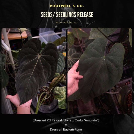 Anthurium (dressleri 'RG' f2 x carla 'Amanda') x dressleri aff. 'Eastern Dress'