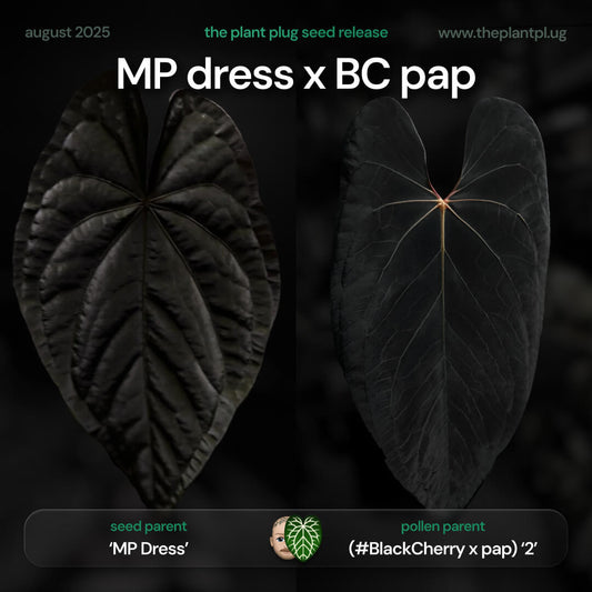 Anthurium MP Dress x BC pap • germinated seeds