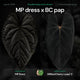 Anthurium MP Dress x BC pap • germinated seeds