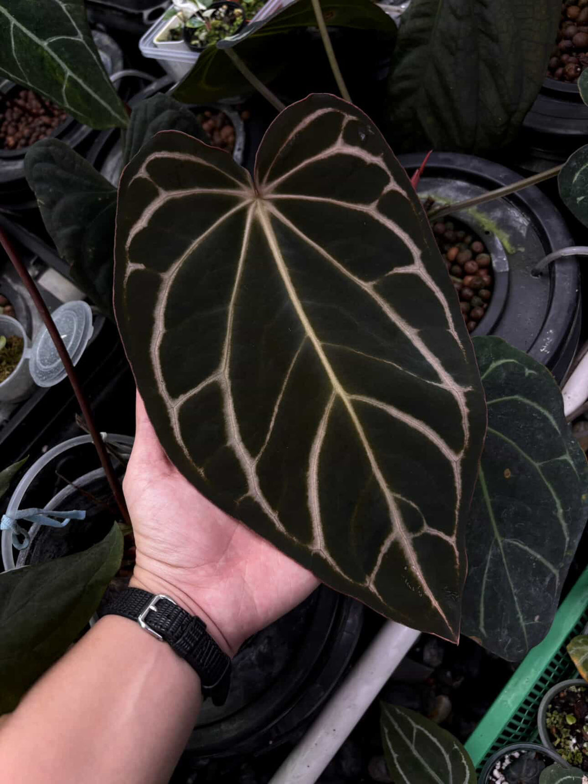 Anthurium carlablackiae x (dressleri 'Oliver' x antolakii 'Felix')