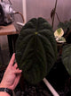 Anthurium carlablackiae x (dressleri 'Oliver' x antolakii 'Felix')