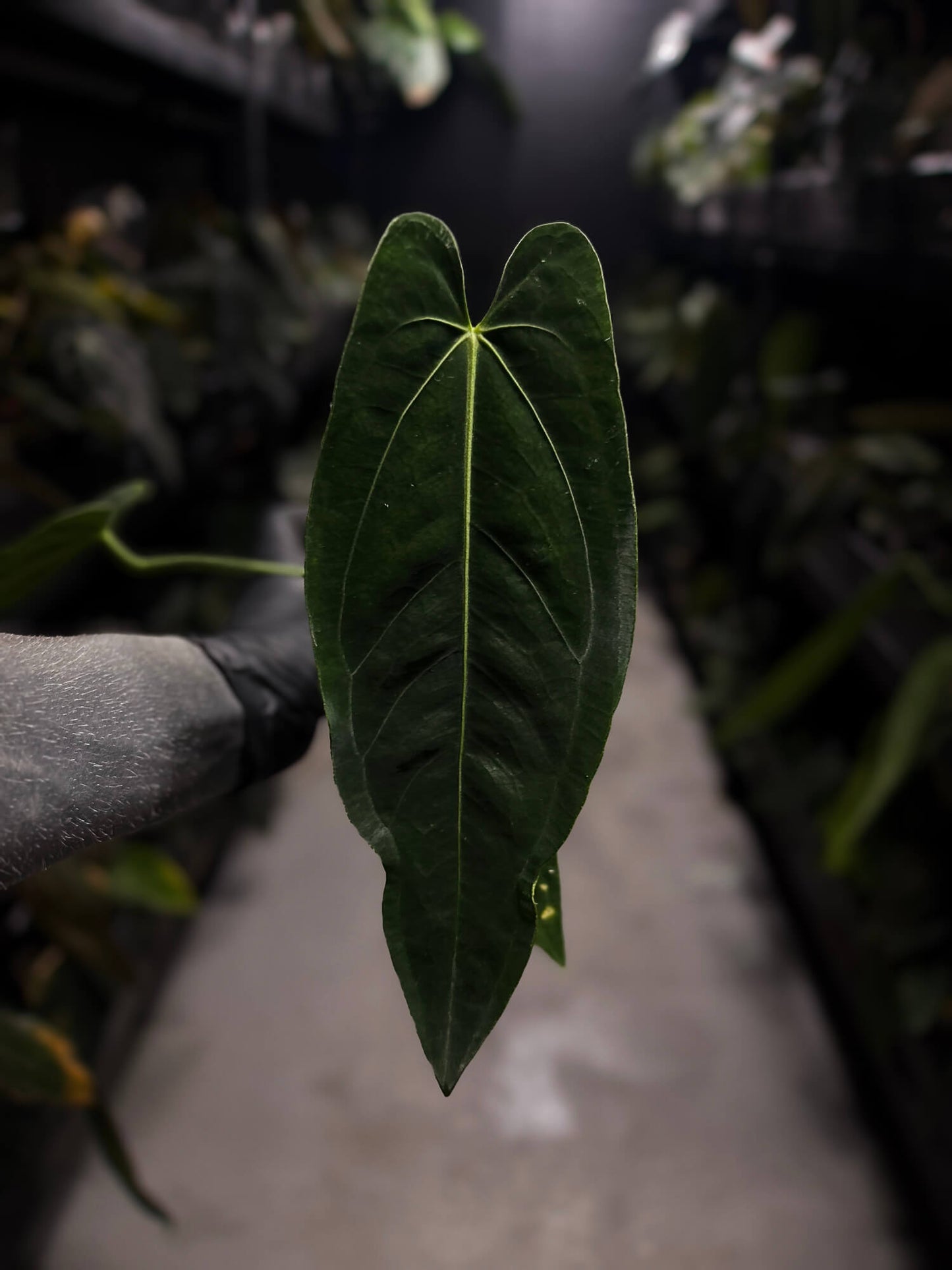 Anthurium 'dressleri' (MP) x warocqueanum