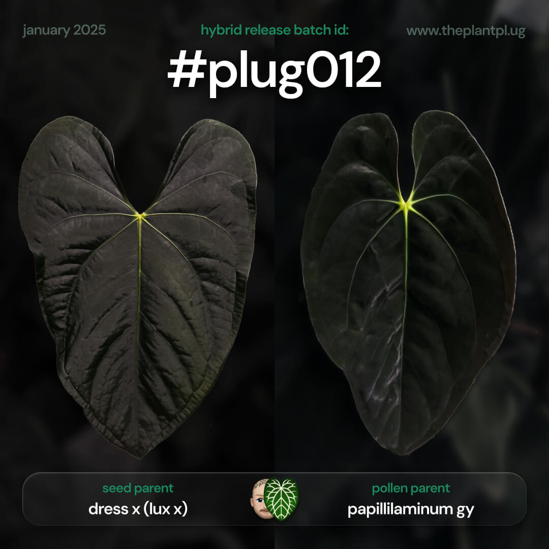 #plug012 - 5 germinated seeds