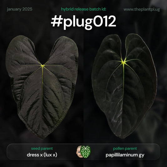 #plug012 - 5 germinated seeds