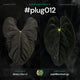 #plug012 - 5 germinated seeds