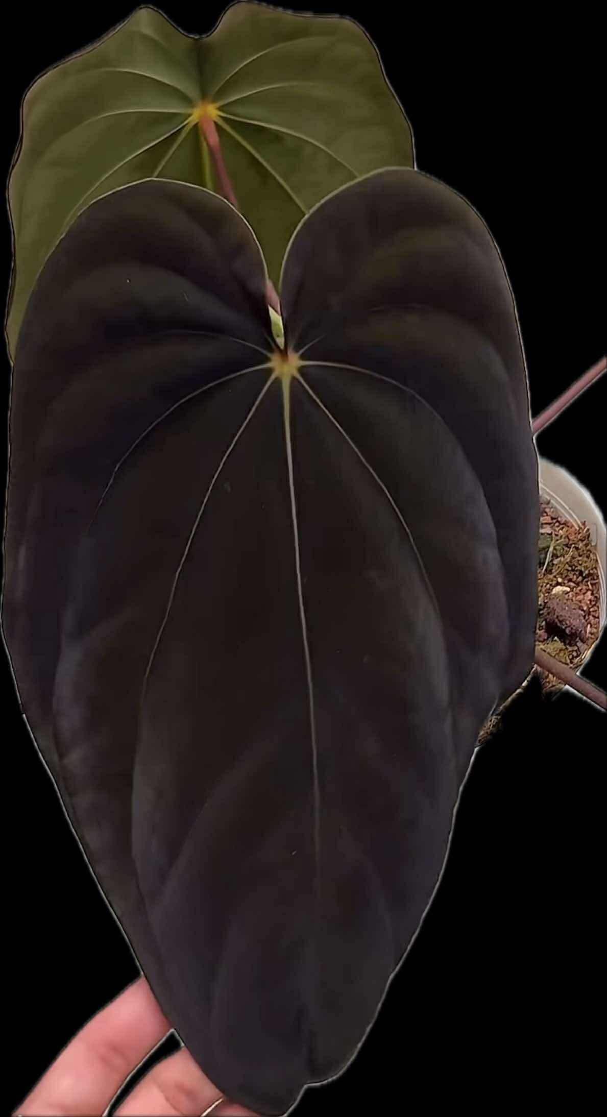 Anthurium antolakii / 'BVEP' f2 (RA lineage)