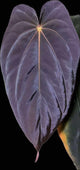 Anthurium antolakii / 'BVEP' f2 (RA lineage)