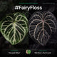 Anthurium #FairyFloss • first release
