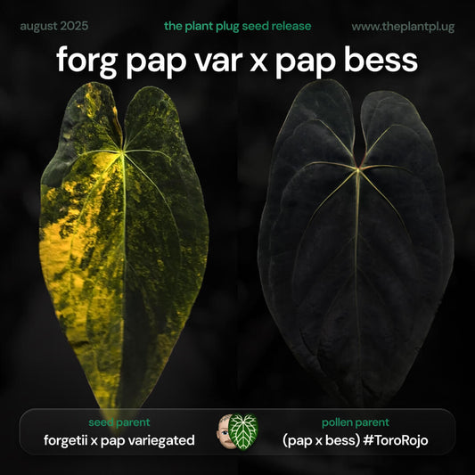 Anthurium forg pap variegated x pap bess • germinated seeds