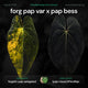 Anthurium forg pap variegated x pap bess • germinated seeds
