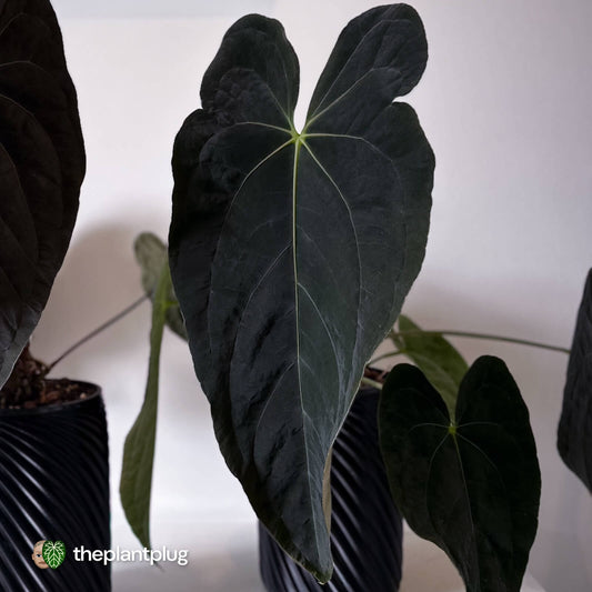 Anthurium #FreakyPapi '1' • select plant