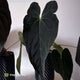 Anthurium #FreakyPapi '1' • select plant