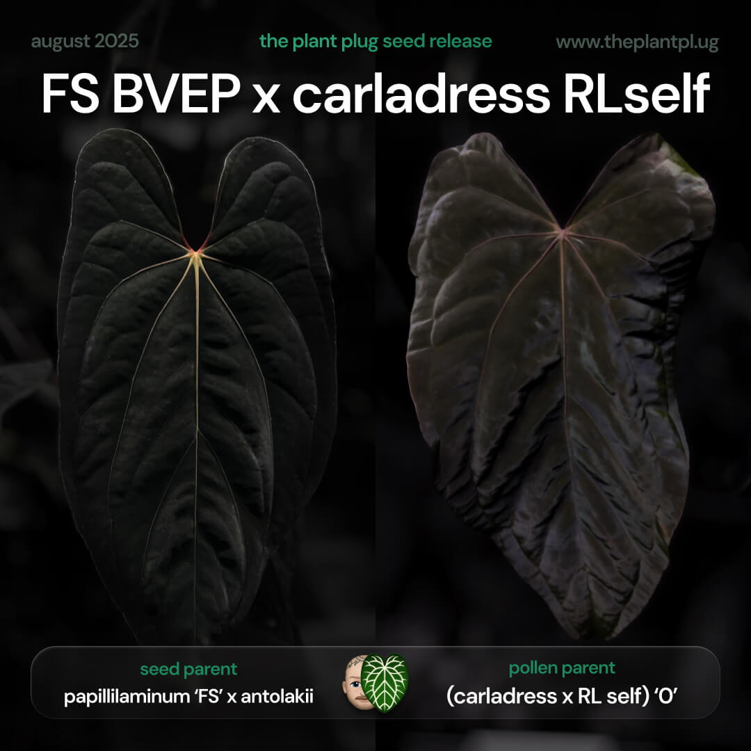 Anthurium FS BVEP x carladress RLself
