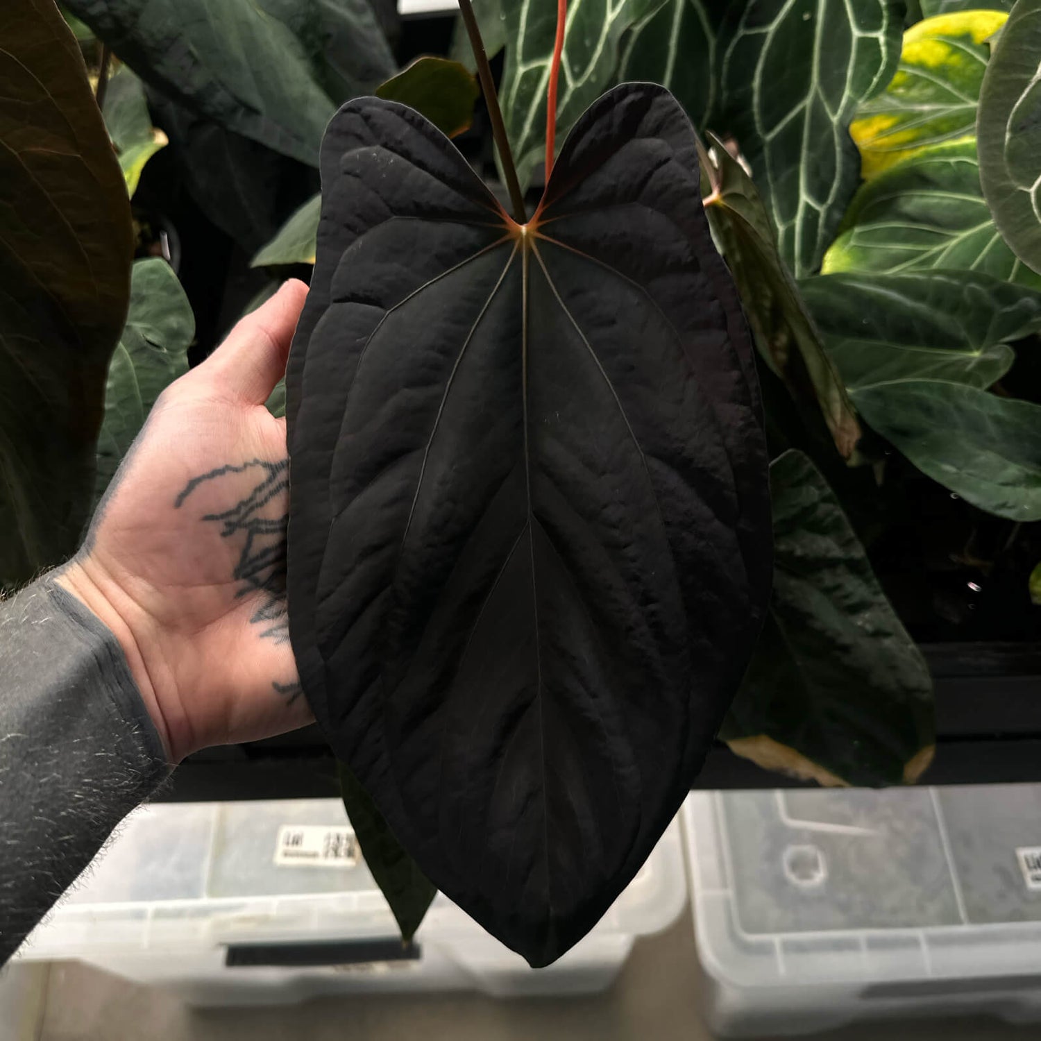 Anthurium Black dress x FS antolakii • germinated seeds