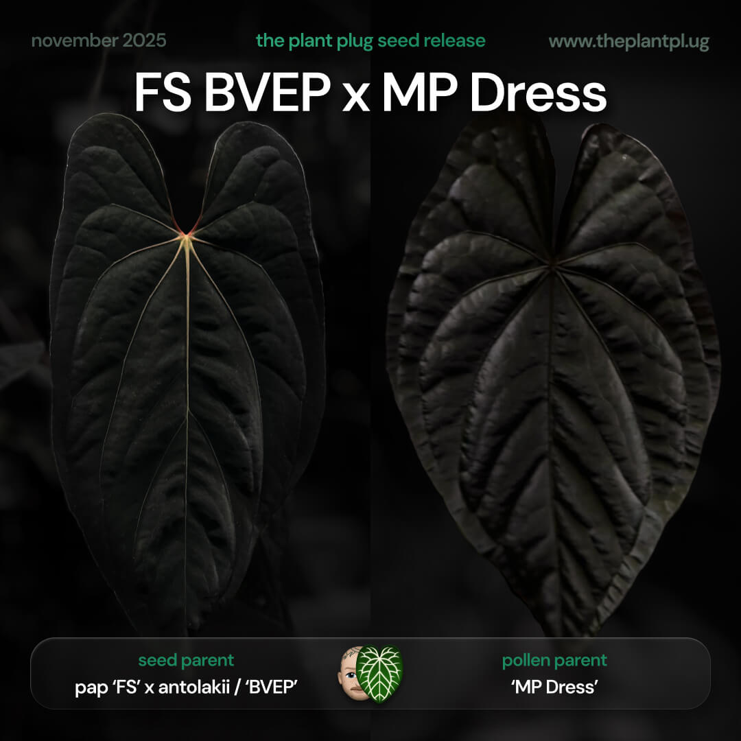 Anthurium pap FS BVEP x MP Dress • germinated seeds