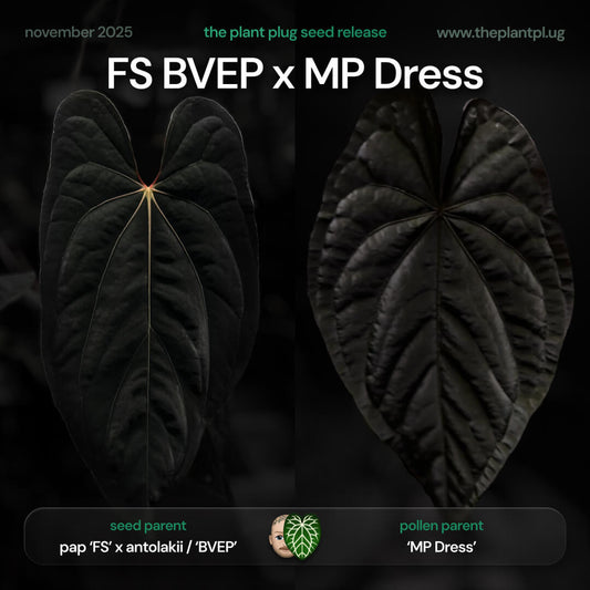 Anthurium pap FS BVEP x MP Dress • germinated seeds