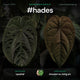 Anthurium #hades seeds