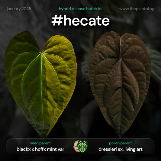 #hecate - 5 germinated seeds
