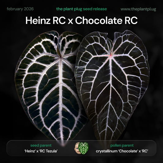 Anthurium Heinz Red Crystal x Chocolate Red Crystal • germinated seeds