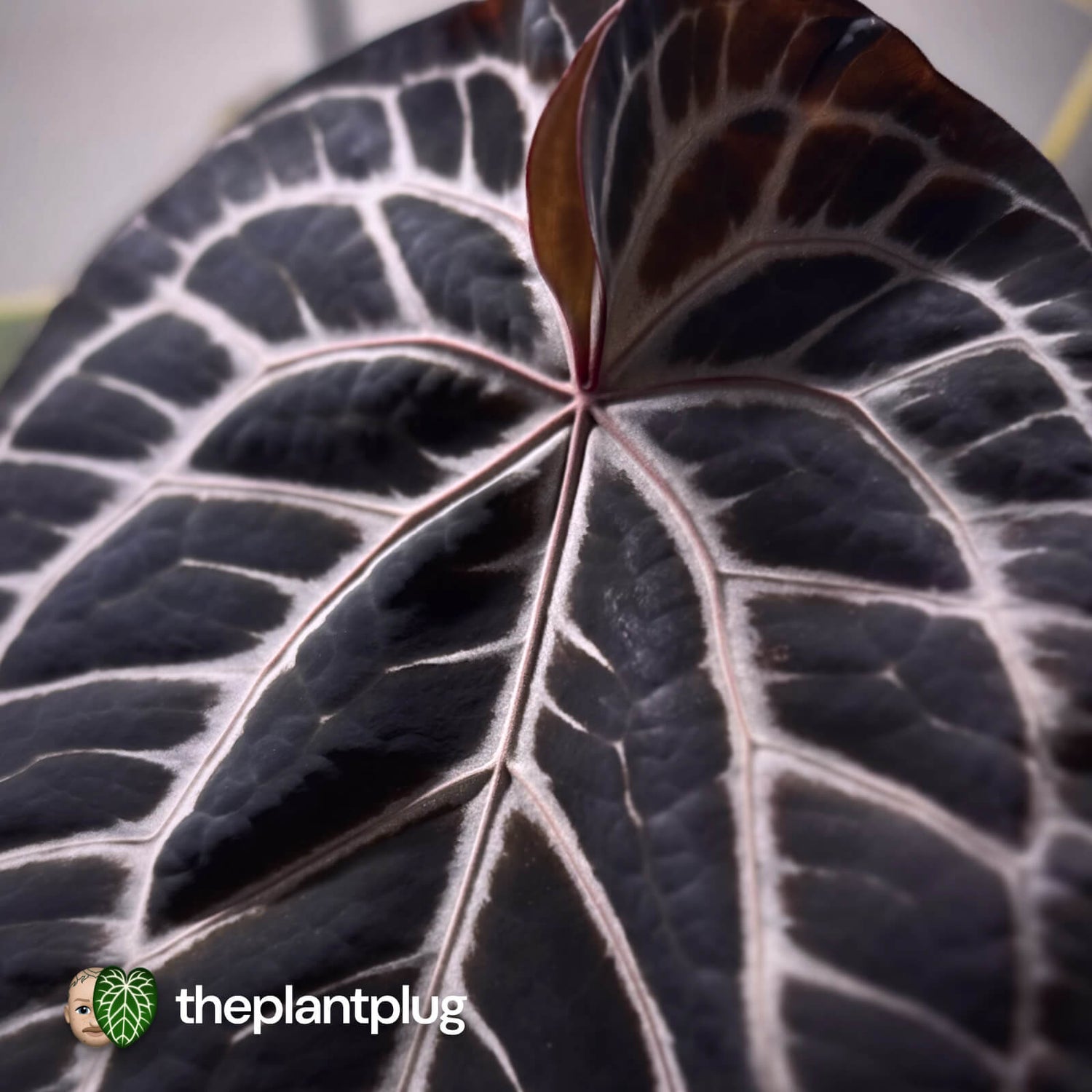 Anthurium Heinz Red Crystal x Chocolate Red Crystal • germinated seeds