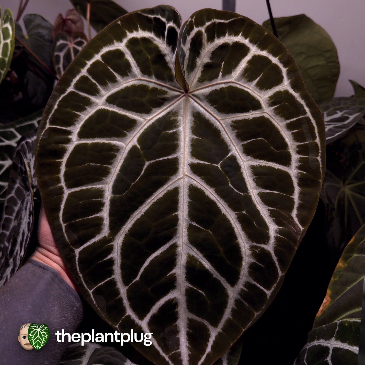 Anthurium Heinz Red Crystal x Chocolate Red Crystal • germinated seeds
