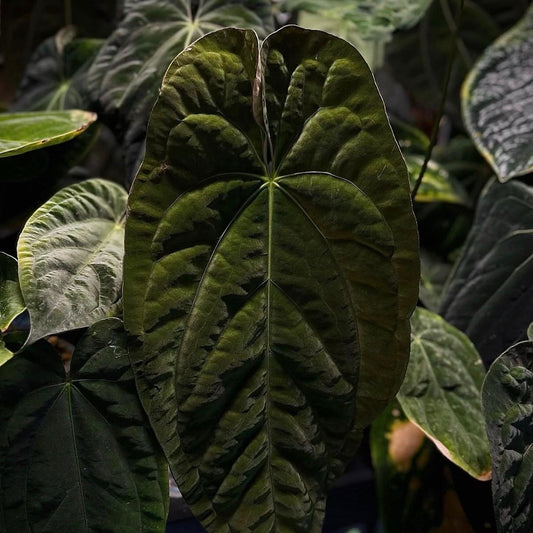 Anthurium 'Hoffx' x (papillilaminum x dressleri) • XXL mother plant clone