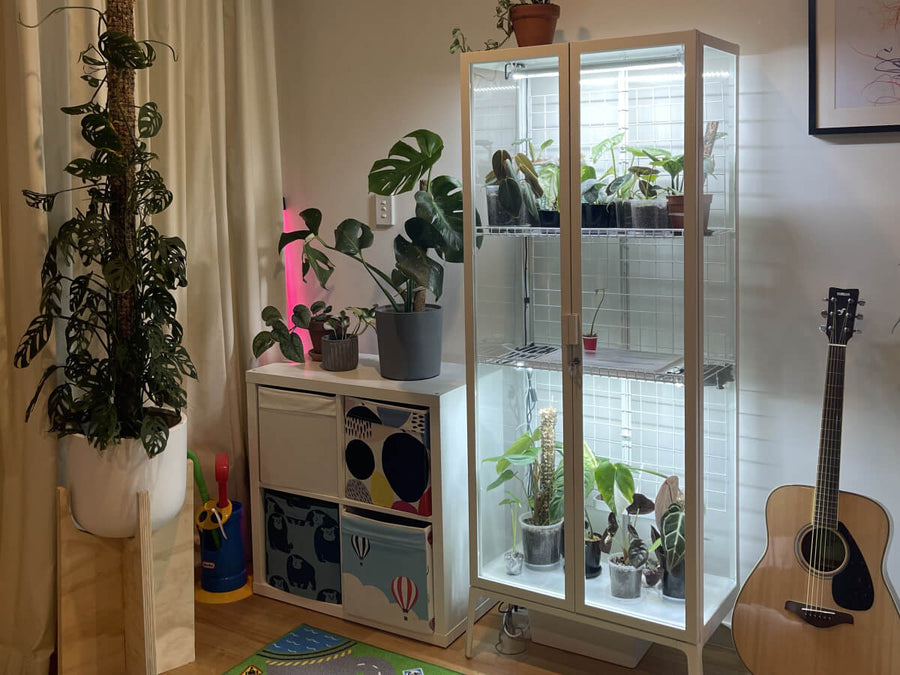 Anthuriums, foliage, and grow room details