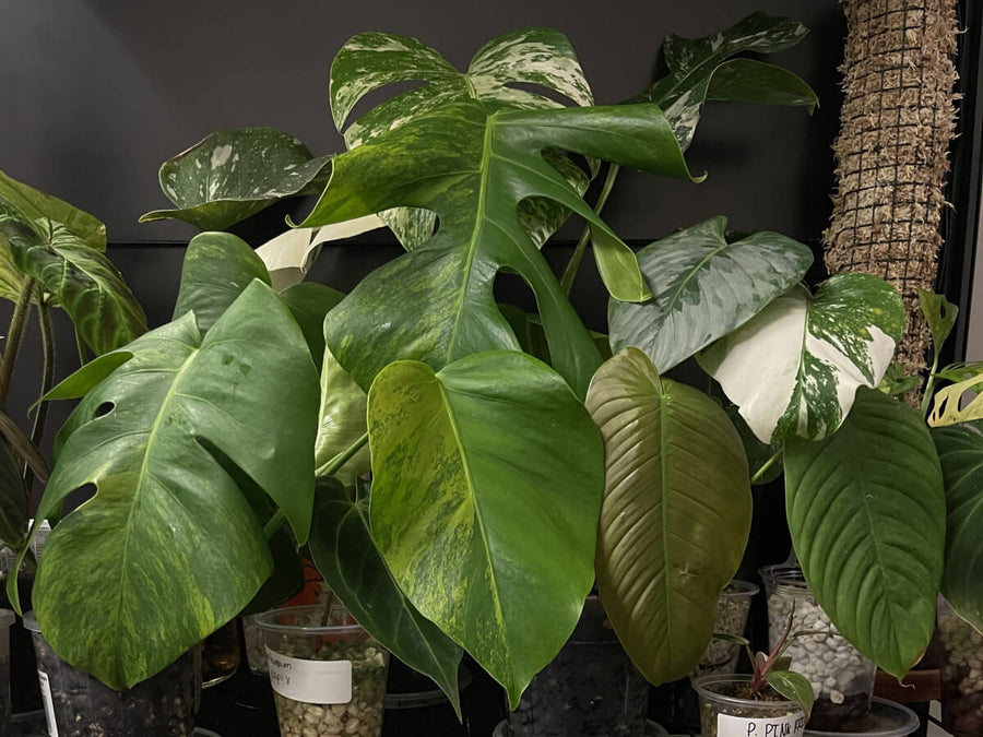 Anthuriums, foliage, and grow room details